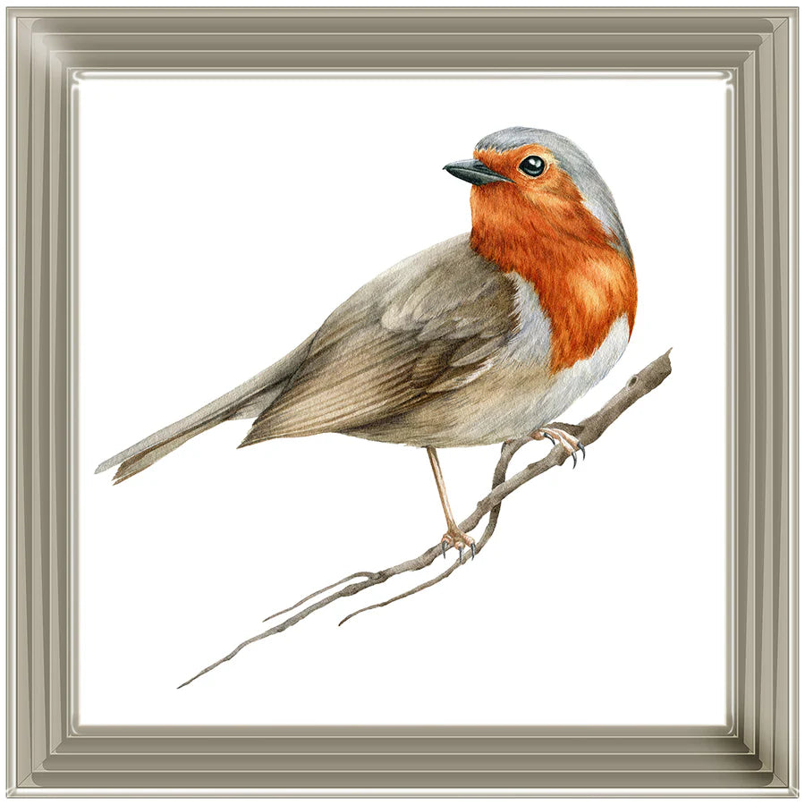 Robin On Branch - Framed Picture