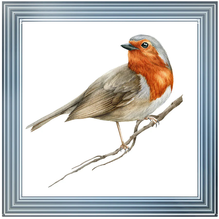 Robin On Branch - Framed Picture