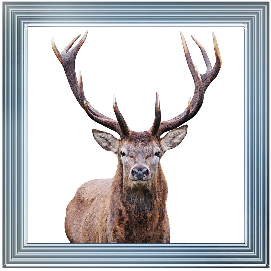 Stag Portrait - Framed Picture