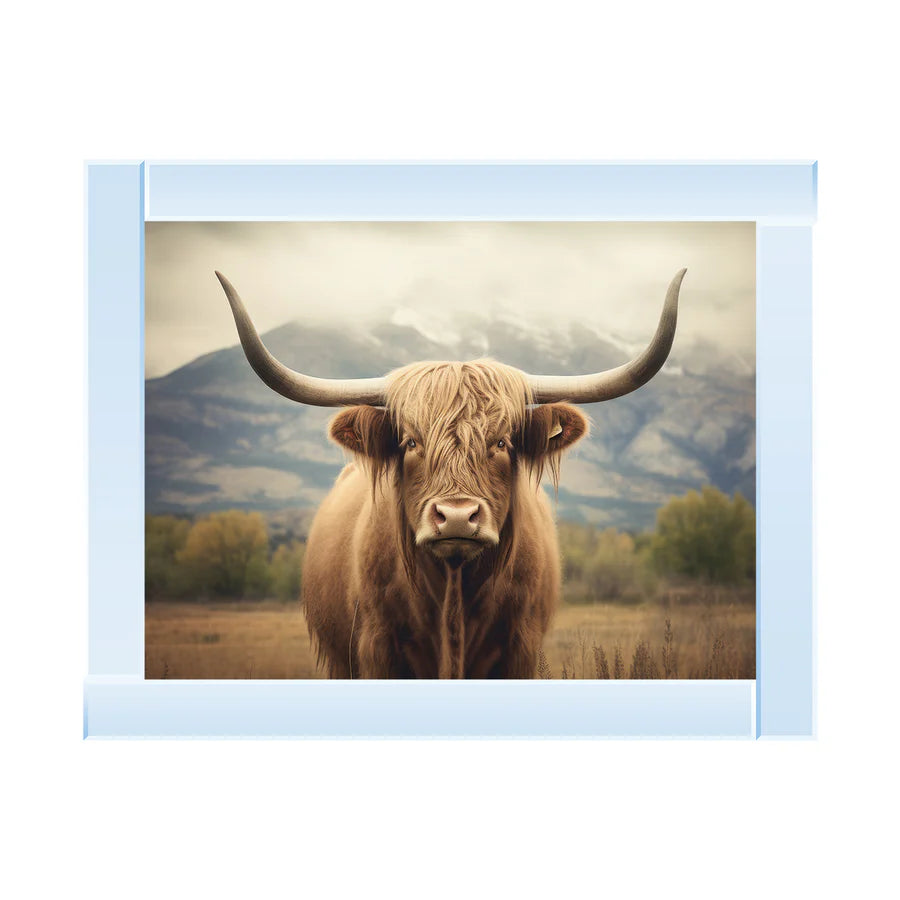 Highland Cattle Portrait - Framed Picture