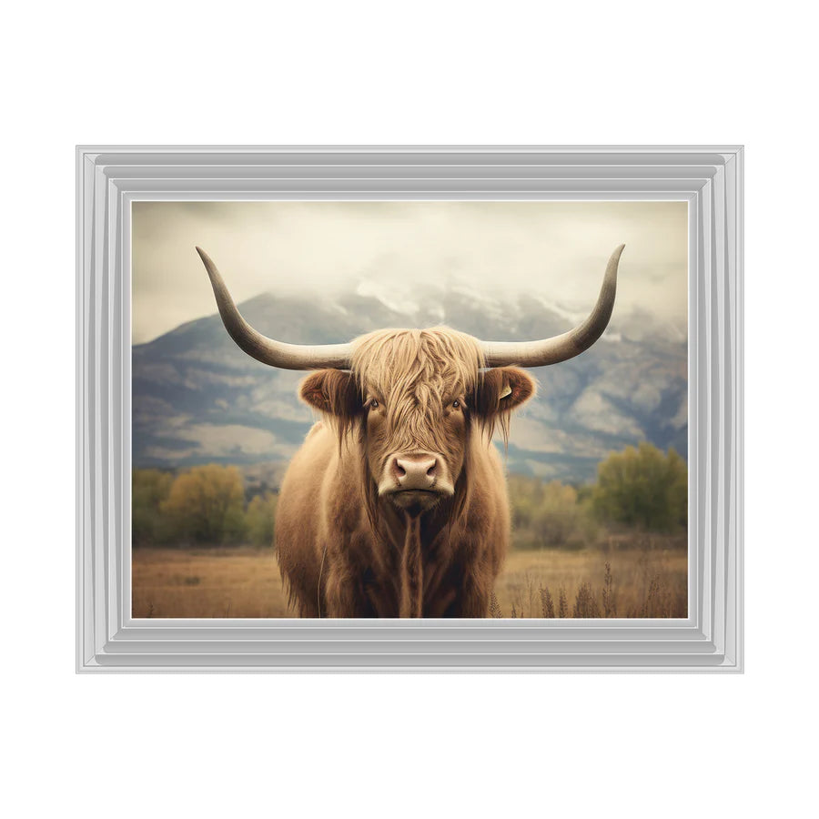 Highland Cattle Portrait - Framed Picture