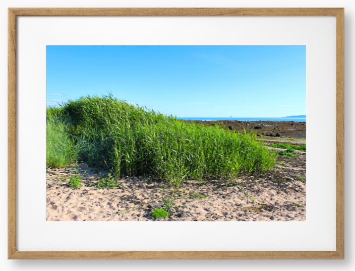 Framed Photo Of Green grass growing on a sandy beach with a clear blue sky.