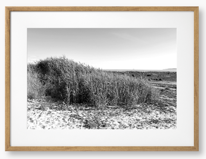 Black and White Framed Photo Of grass growing on a sandy beach with a clear sky.