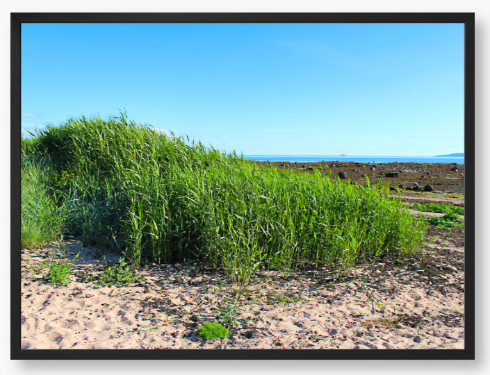 Framed Photo Of Green grass growing on a sandy beach with a clear blue sky.