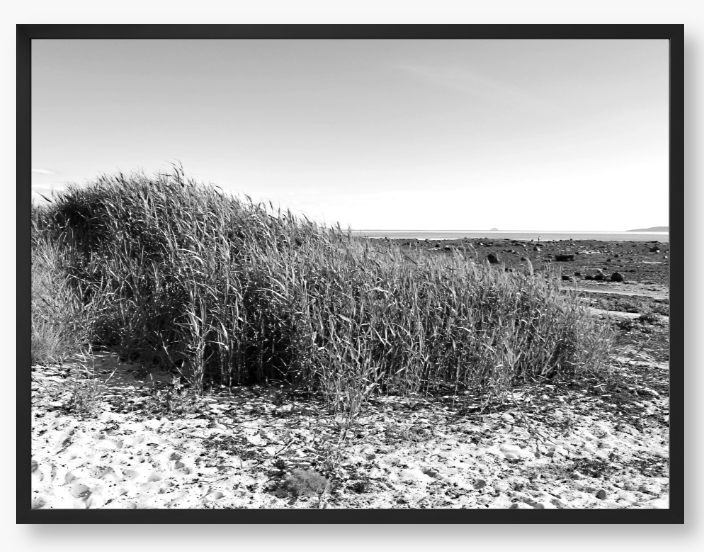 Black and White Framed Photo Of grass growing on a sandy beach with a clear sky.