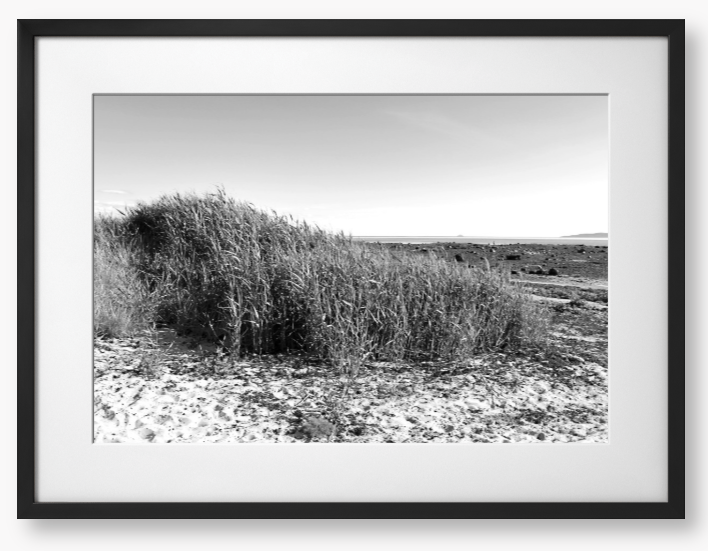 Black and White Framed Photo Of grass growing on a sandy beach with a clear sky.