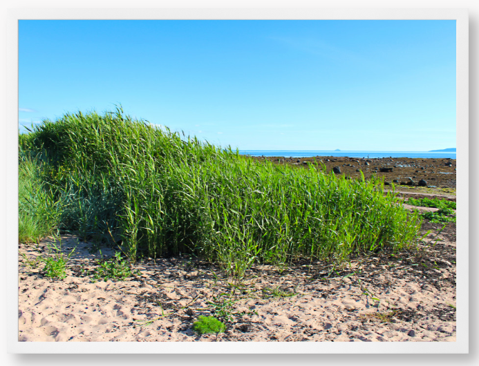Framed Photo Of Green grass growing on a sandy beach with a clear blue sky.