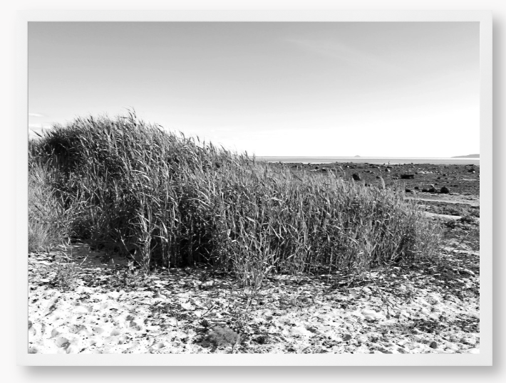 Black and White Framed Photo Of grass growing on a sandy beach with a clear sky.