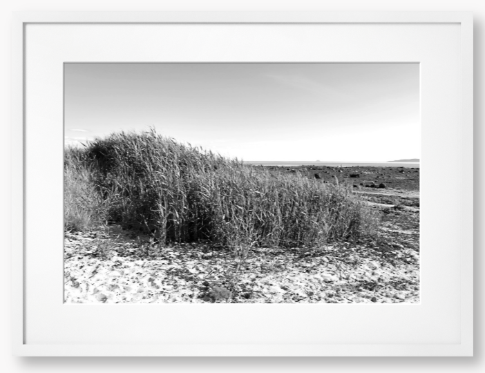 Black and White Framed Photo Of grass growing on a sandy beach with a clear sky.
