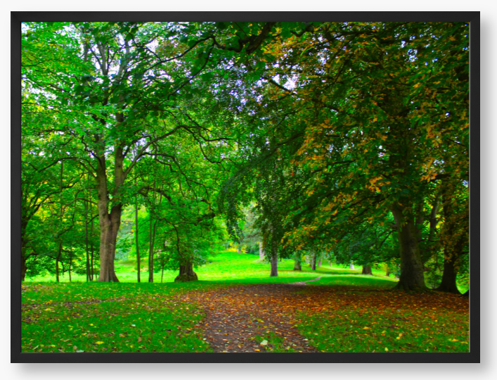 Framed Photo of a pathway through a park with green trees and fallen leaves.