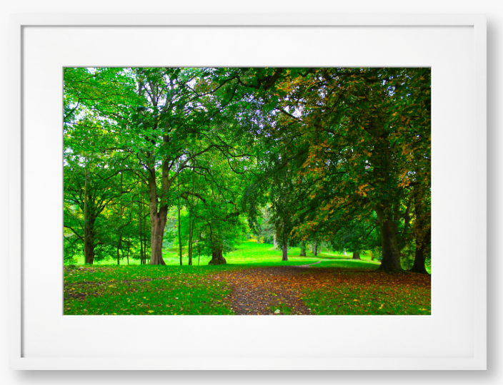 Framed Photo of a pathway through a park with green trees and fallen leaves.