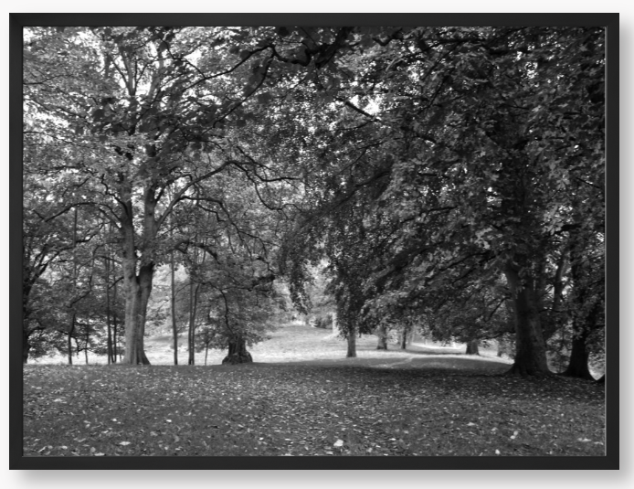 Black and White Framed Photo of a pathway through a park with trees and fallen leaves.