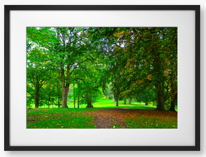 Framed Photo of a pathway through a park with green trees and fallen leaves.