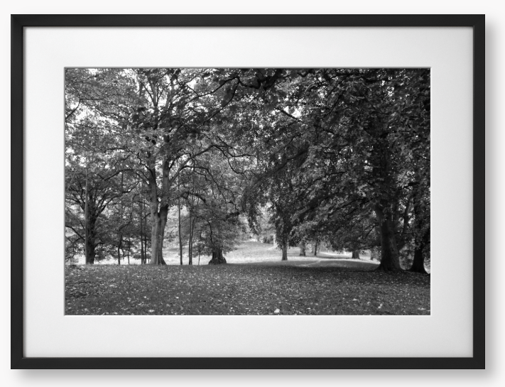 Black and White Framed Photo of a pathway through a park with trees and fallen leaves.
