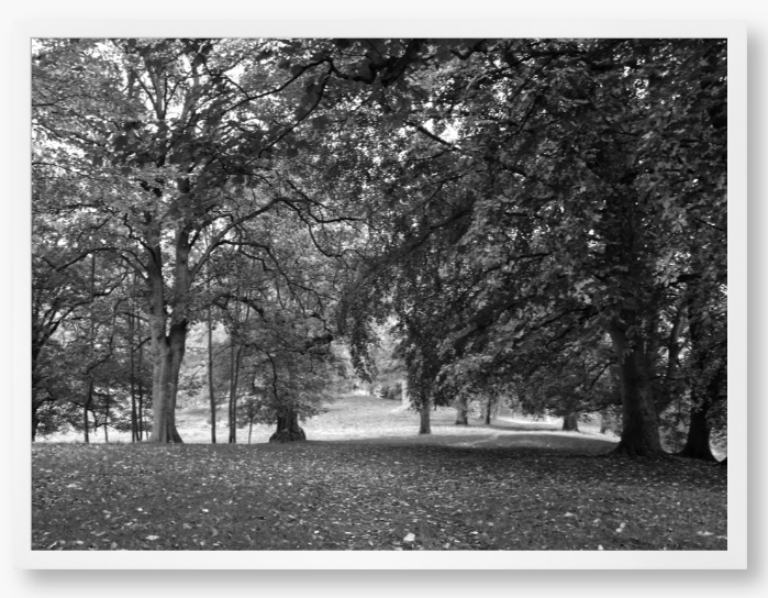 Black and White Framed Photo of a pathway through a park with trees and fallen leaves.