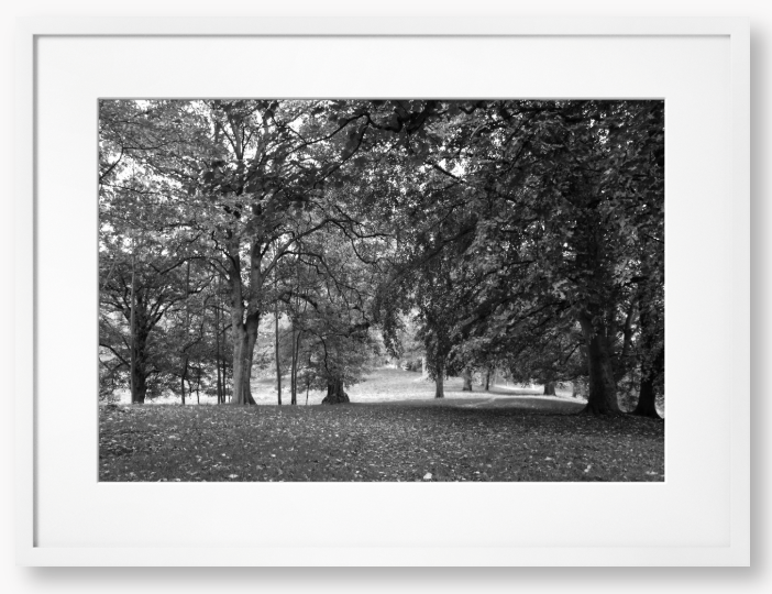 Black and White Framed Photo of a pathway through a park with trees and fallen leaves.