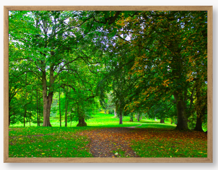 Framed Photo of a pathway through a park with green trees and fallen leaves.