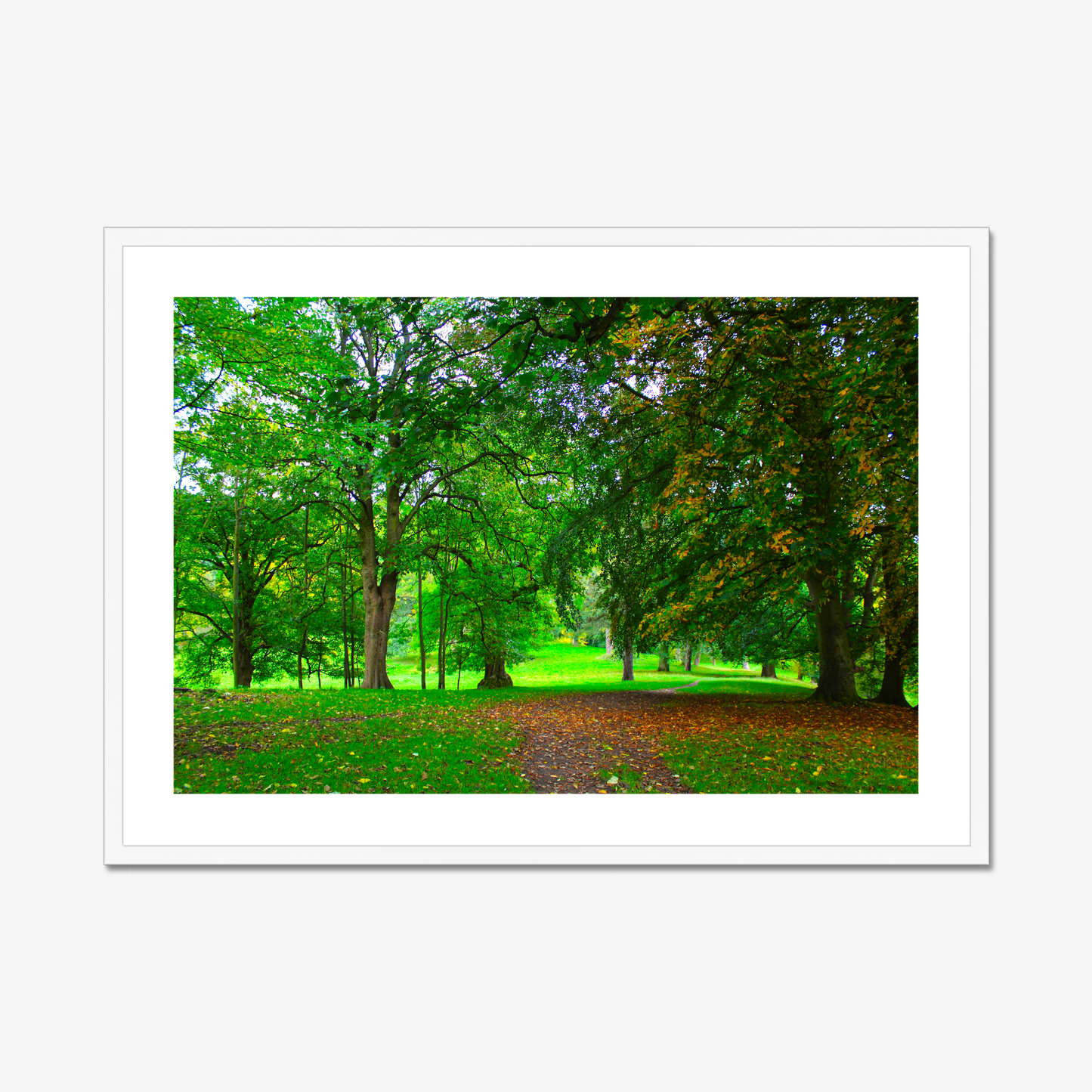 Framed photograph of a lush green park with trees and a path.