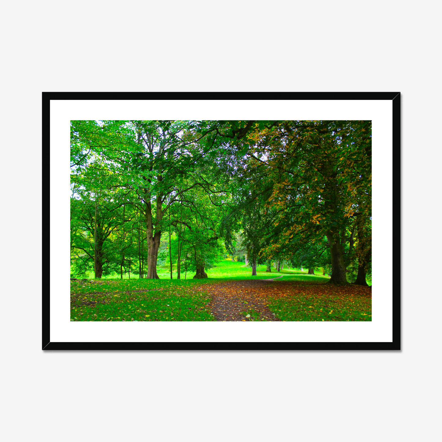 Framed photograph of a lush green park with trees and a path.