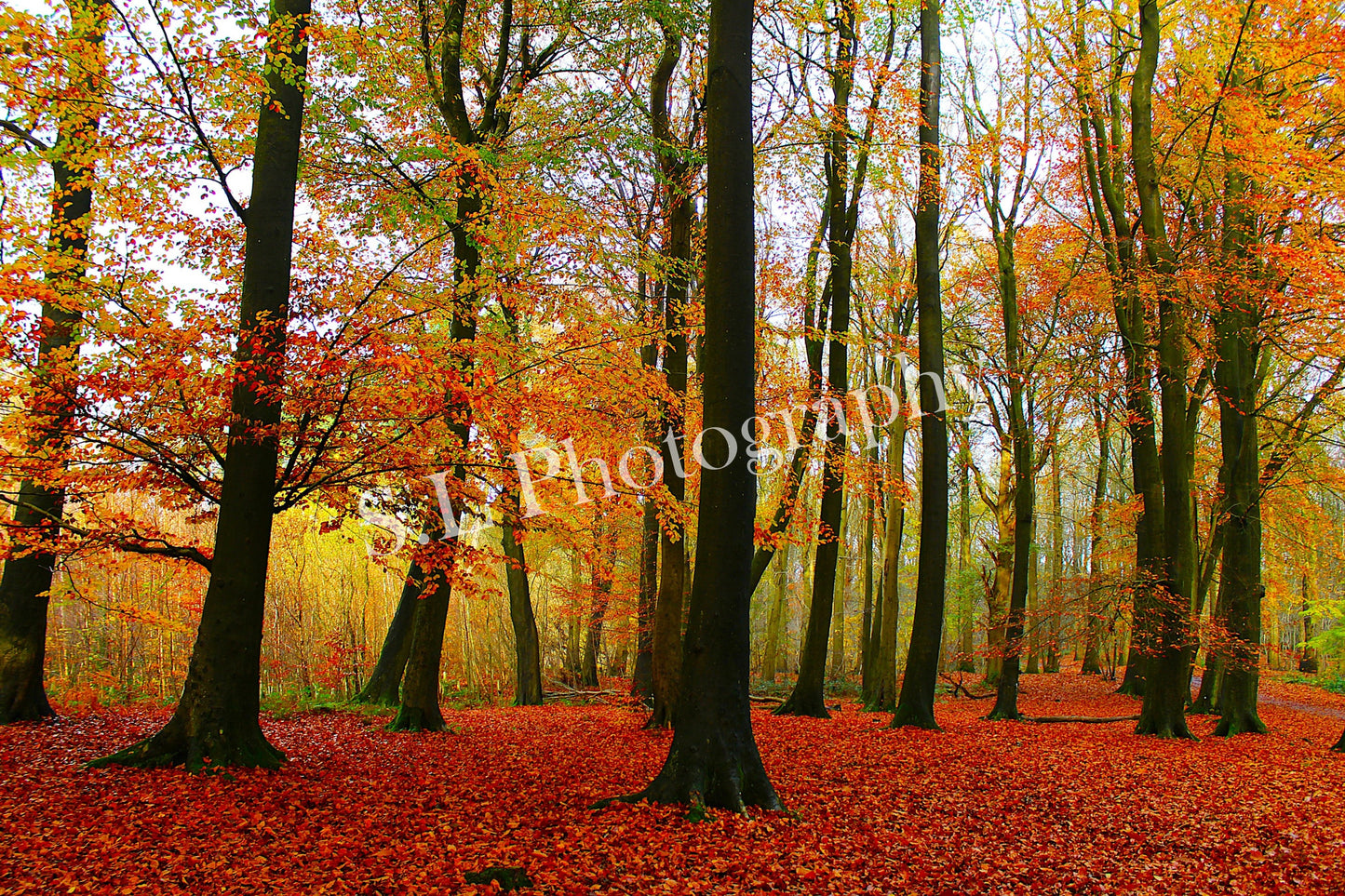 Delamere Autumn Woodlands - Print