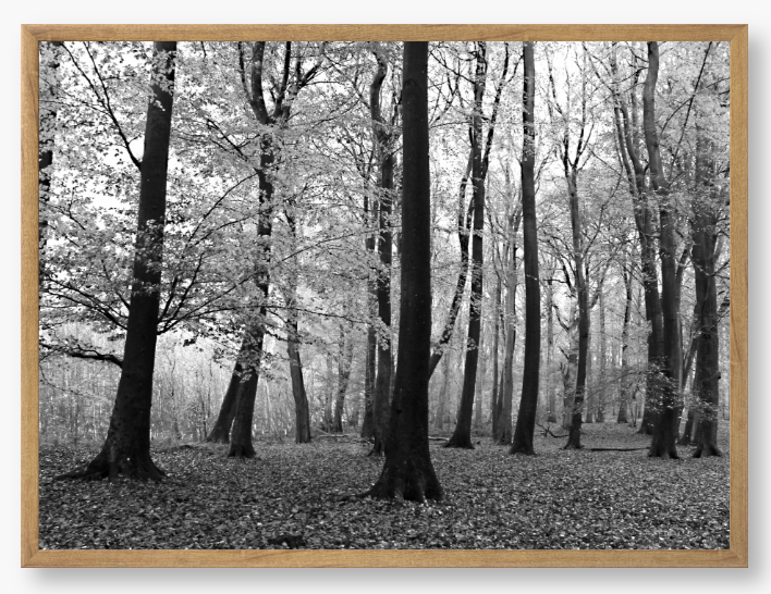 Framed black and white photograph of a forest scene with trees and fallen leaves.