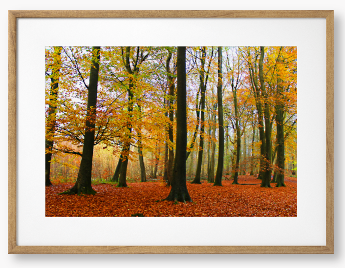 Framed Photo Of Autumn forest with colourful trees and fallen leaves