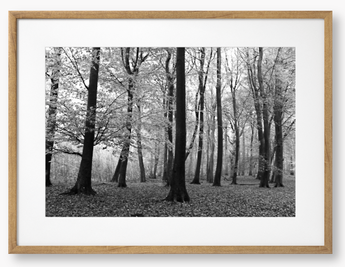Framed black and white photograph of a forest scene with trees and fallen leaves.
