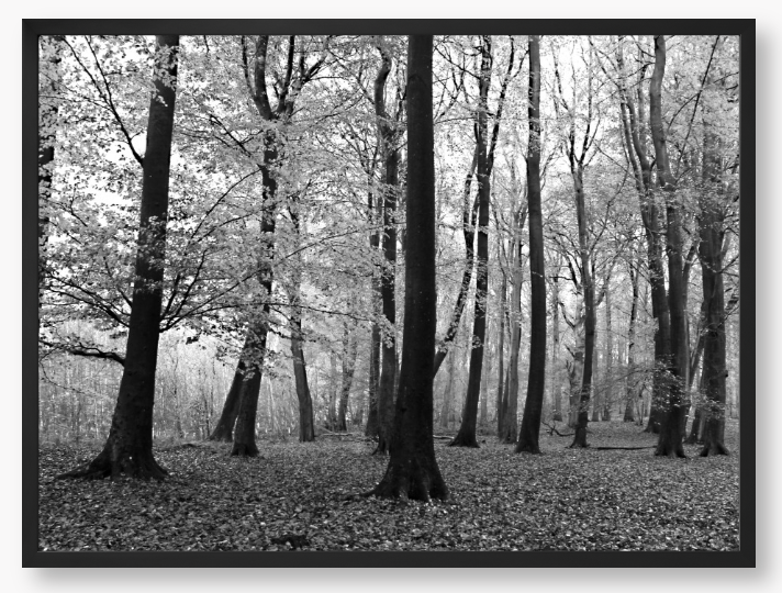 Framed black and white photograph of a forest scene with trees and fallen leaves.