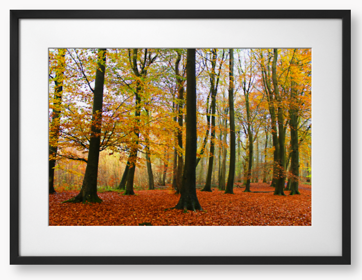 Framed Photo Of Autumn forest with colourful trees and fallen leaves