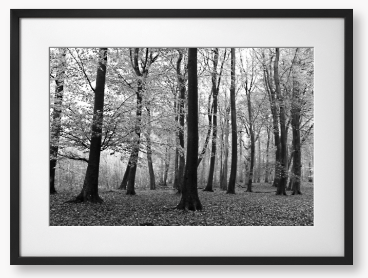 Framed black and white photograph of a forest scene with trees and fallen leaves.