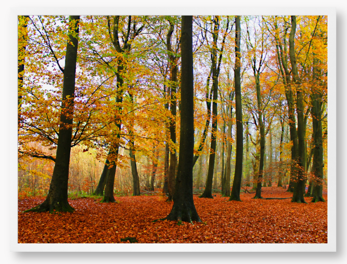 Framed Photo Of Autumn forest with colourful trees and fallen leaves
