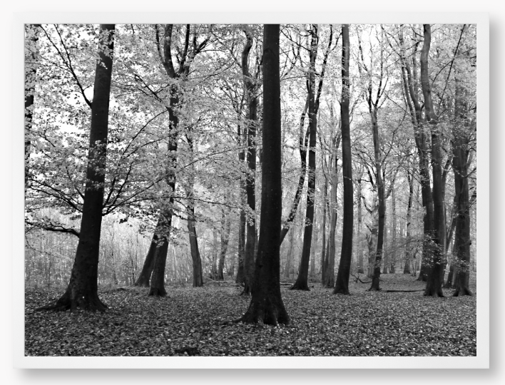 Framed black and white photograph of a forest scene with trees and fallen leaves.