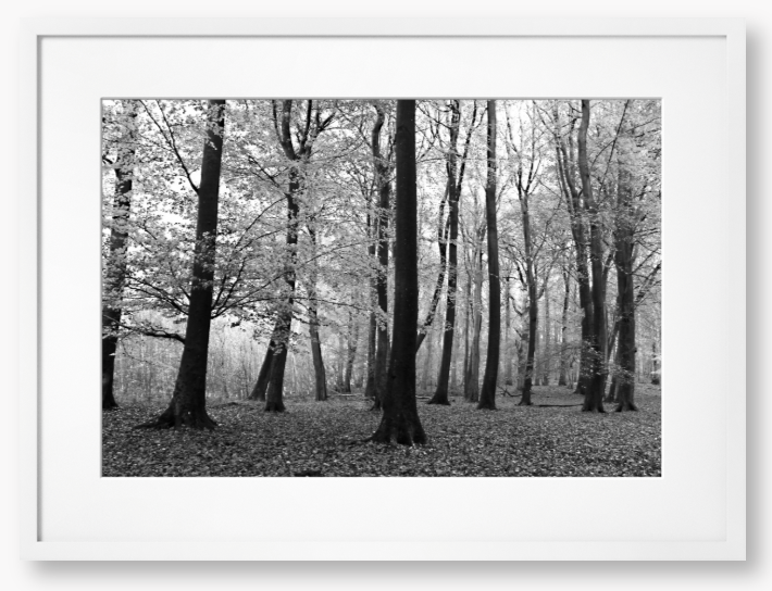Framed black and white photograph of a forest scene with trees and fallen leaves.