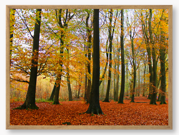 Framed Photo Of Autumn forest with colourful trees and fallen leaves