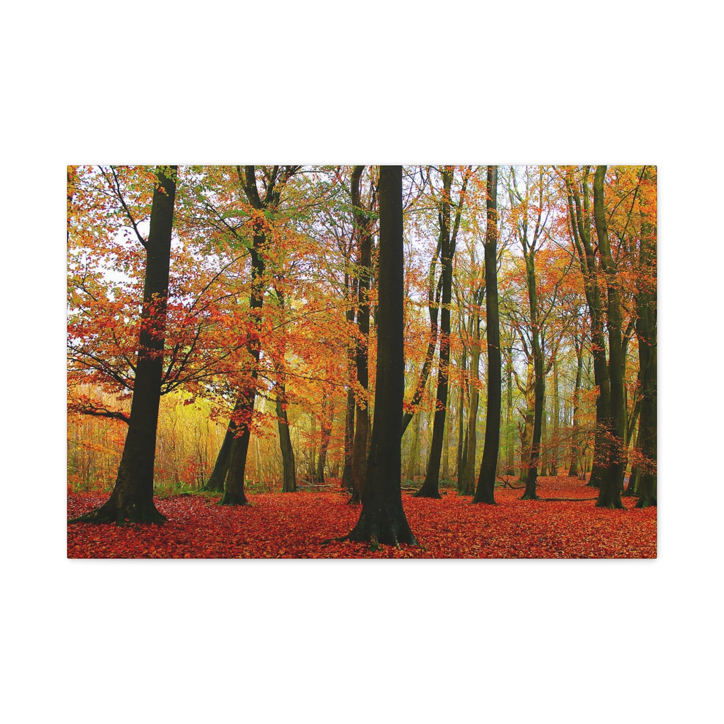 Autumn forest with colourful trees and red leaves on a white background