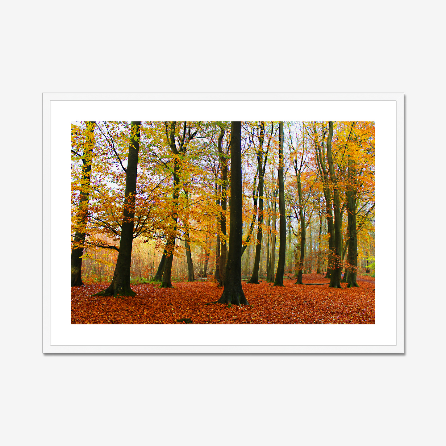 Framed photograph of a forest with autumn foliage