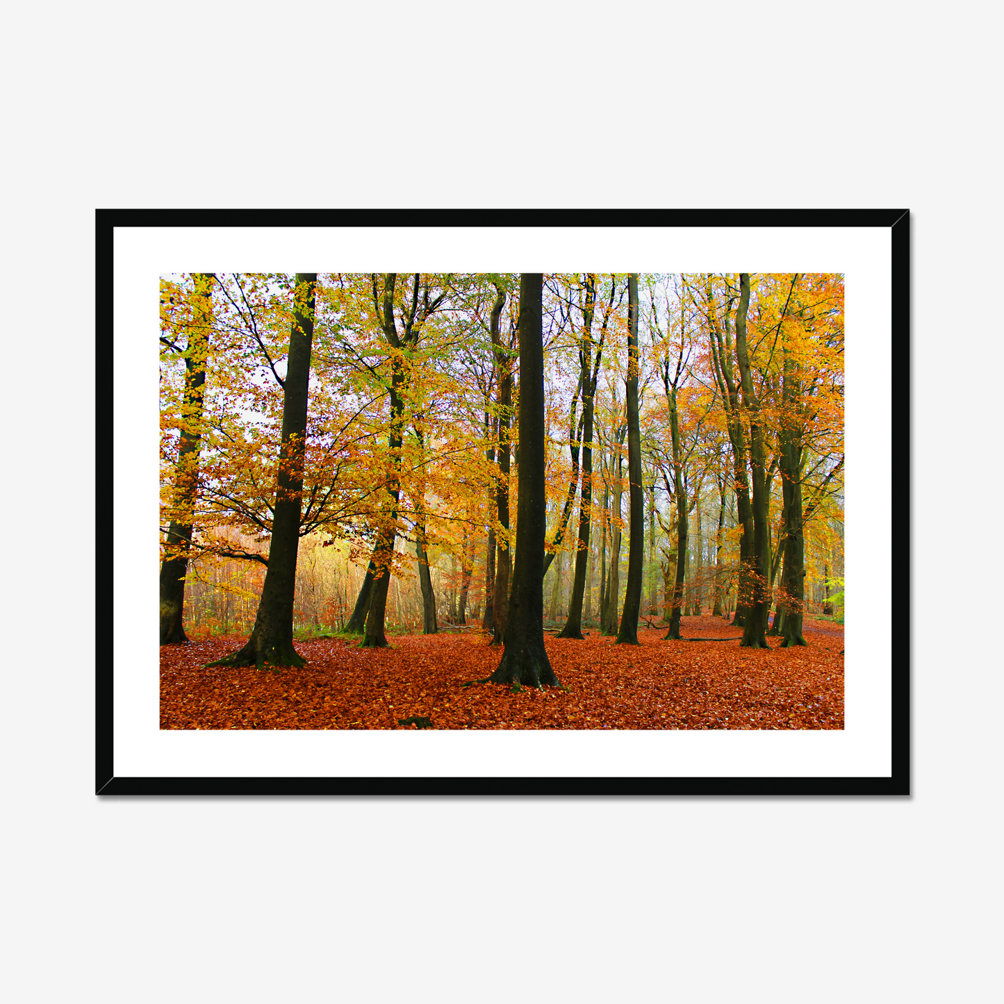 Framed photograph of a forest with autumn trees and fallen leaves.