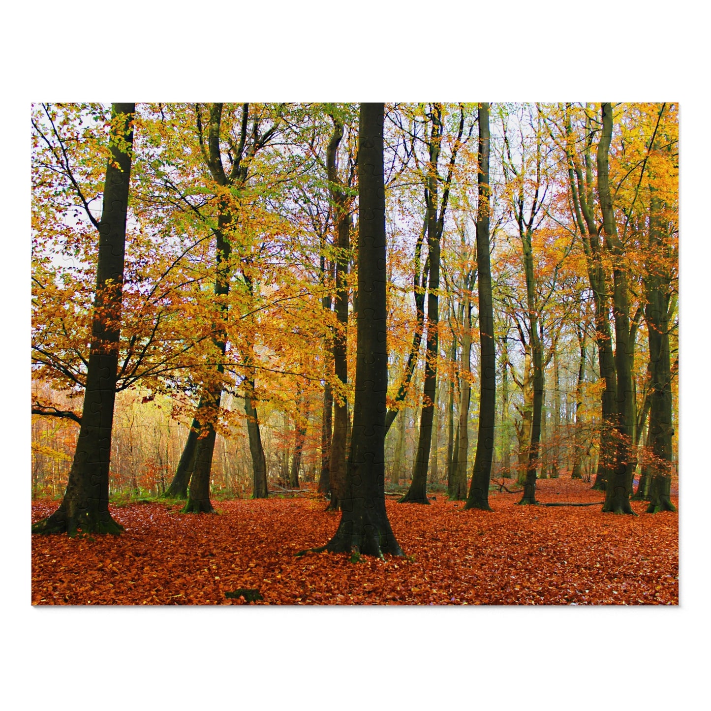 Delamere Forest In Autumn - Jigsaw Puzzle