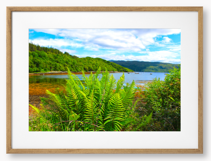 Framed Photo of green ferns in the foreground with a scenic view of a lake and mountains in the background.