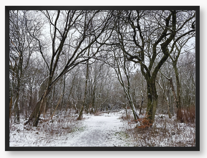 Framed Photo Of A Snowy forest path with bare trees in winter