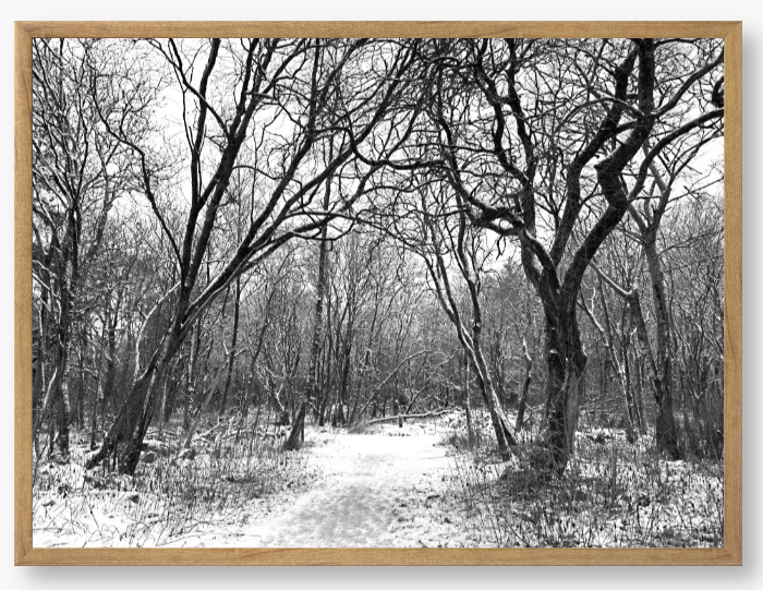 Black and White Framed Photo Of A Snowy forest path with bare trees in winter