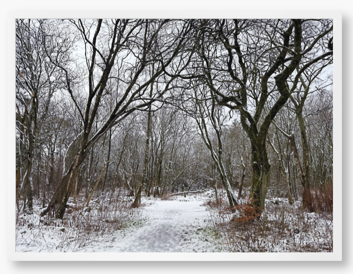 Framed Photo Of A Snowy forest path with bare trees in winter