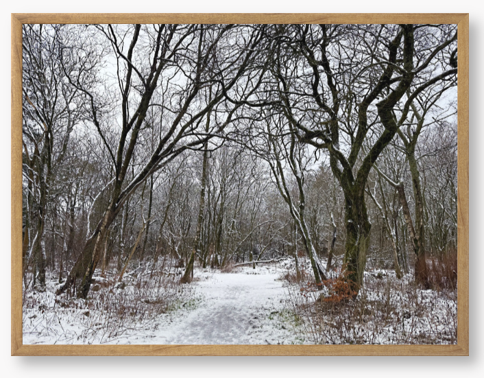 Framed Photo Of A Snowy forest path with bare trees in winter