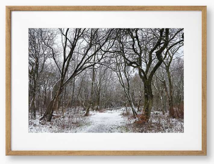 Framed Photo Of A Snowy forest path with bare trees in winter