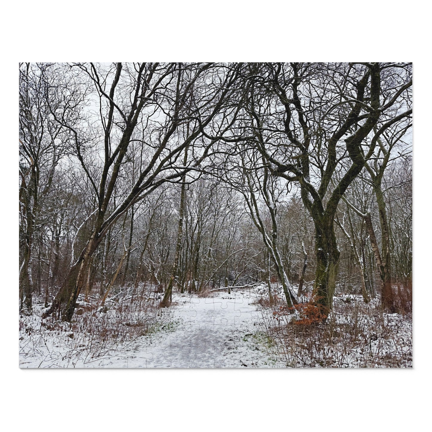 Snowy forest path with bare trees