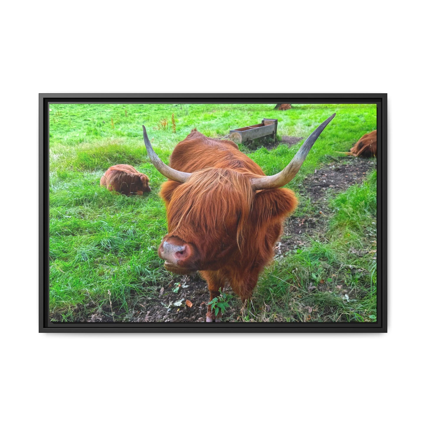 Highland cow in a grassy field with a black frame