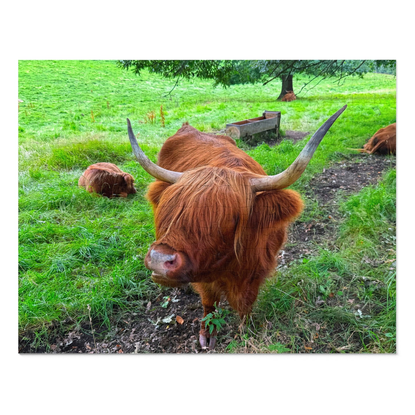 Brown Highland cow with large horns in a grassy field
