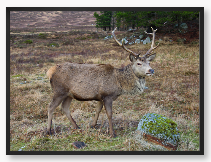 Stag In Rannoch Moor, Scotland - Framed Print