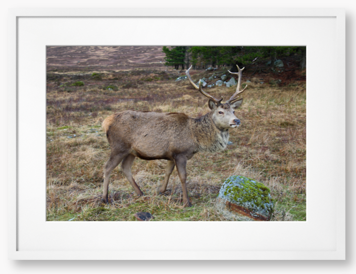 Stag In Rannoch Moor, Scotland - Framed Print