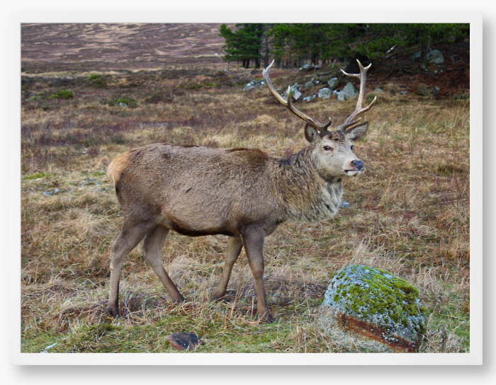 Stag In Rannoch Moor, Scotland - Framed Print